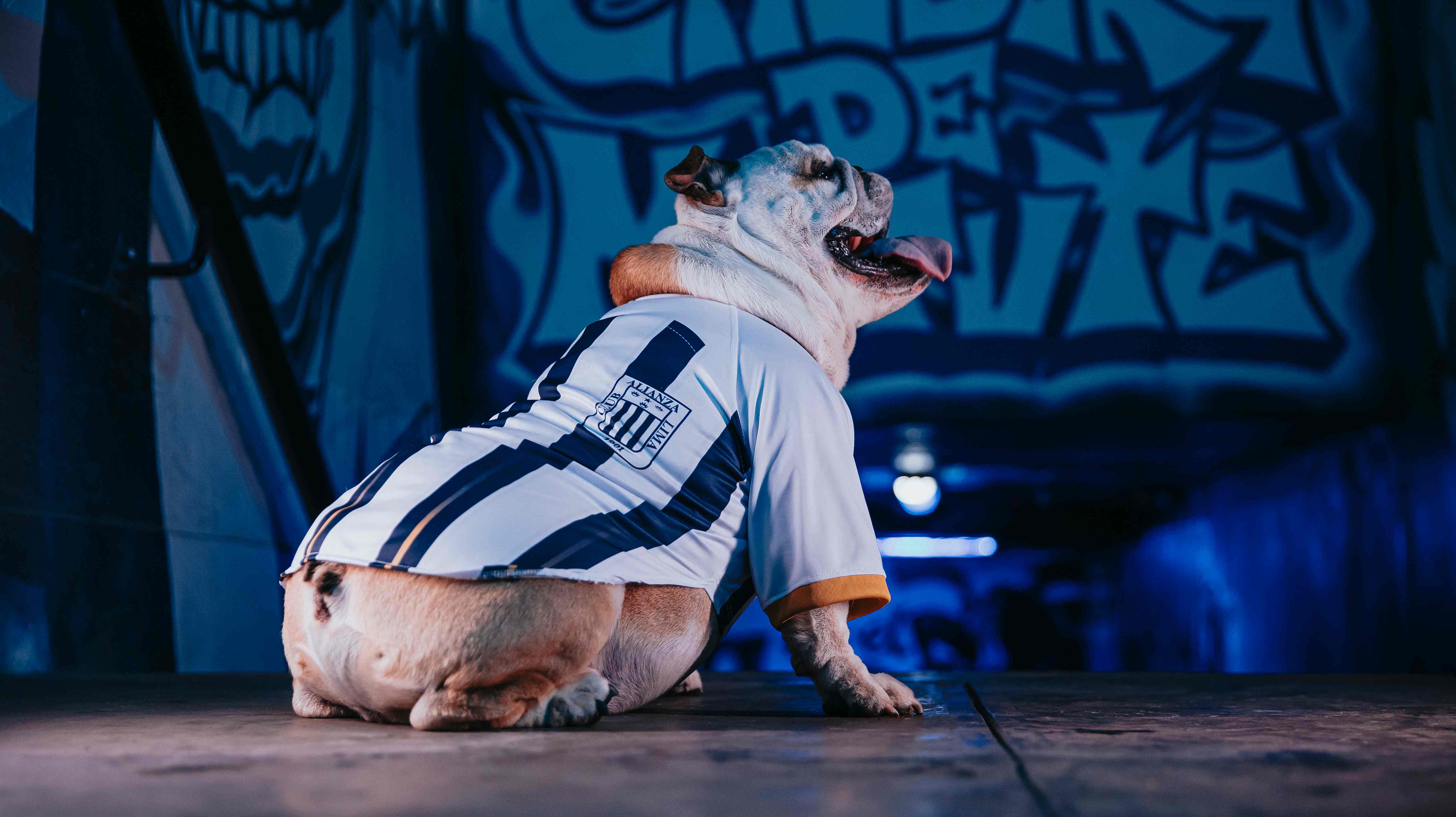 CAMISETA BLANQUIAZUL 2024 PARA MASCOTA