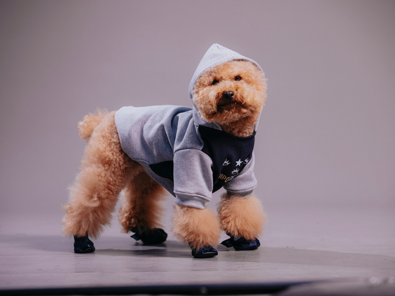 Polera Gris de mascota